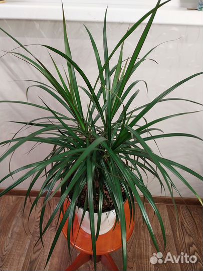 Комнатные растения цветы:кротон,фикус бендж,драцен