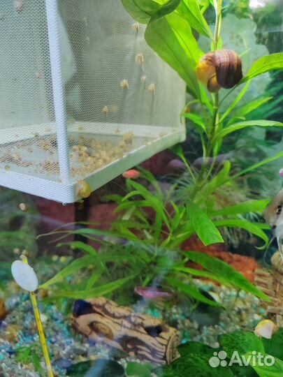 Улитки ампулярии