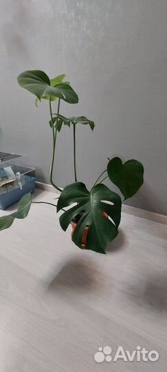 Монстера цветок