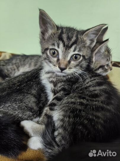 Котики