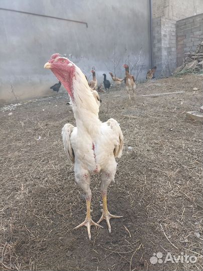 О Шамо 3 мес