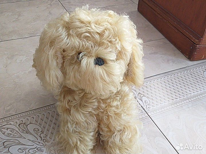 Сабака болонка