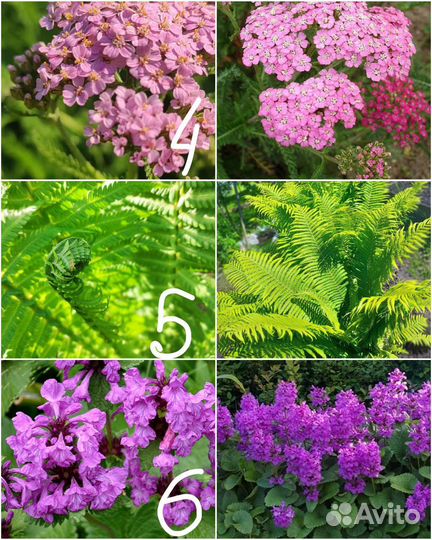 Многолетние цветы для сада 1