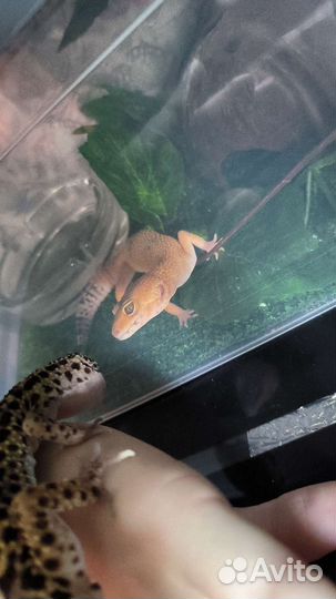 Геккон эублефар