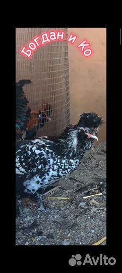 Павловские куры (серебро)