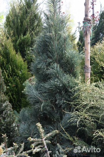 Сосна Веймутова