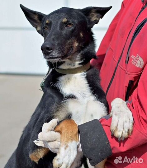 Мальчик-красавчик Проша ищет дом