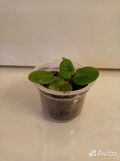 Фиалка Санта роза