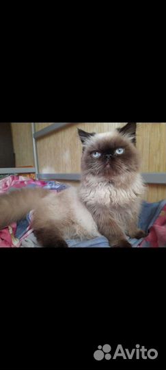 Котёнок персидский