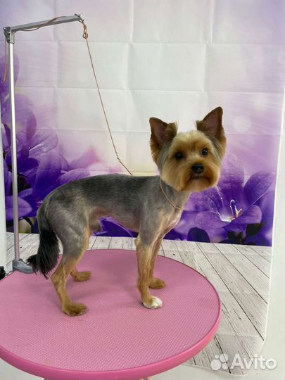 Йоркширский терьер вязка мальчик