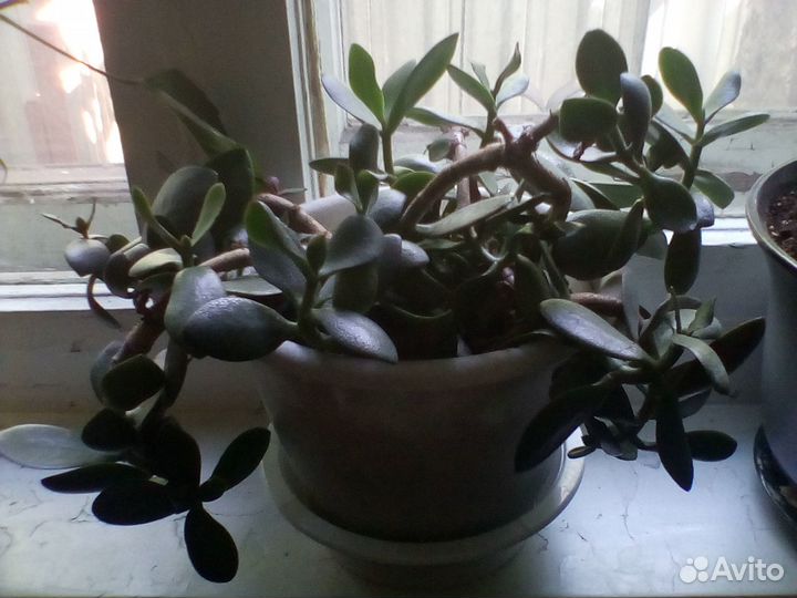 Денежное дерево(толстянка)