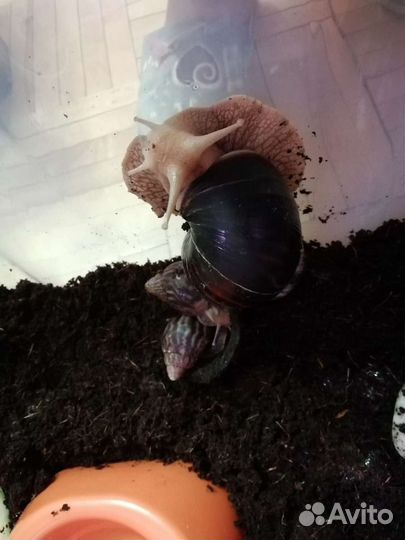 Улитки ахатины