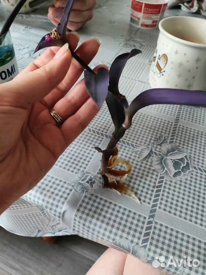 Традесканция сеткрезия