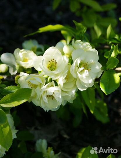 Айва японская