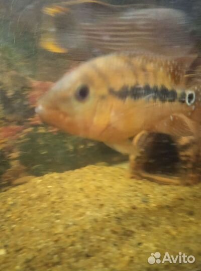 Аквариум 70 литров