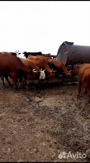 Крупно рогатый скот