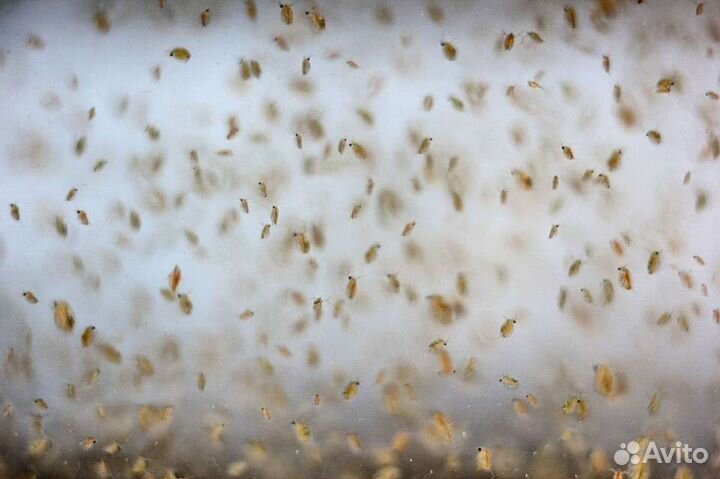 Культура живых кормов для аквариумных рыбок