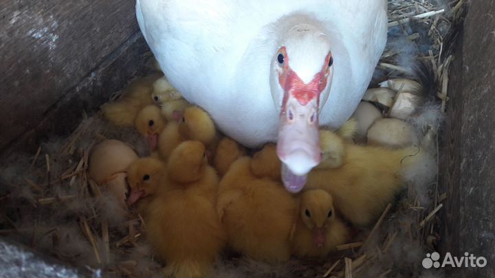 Индоутята тяжёлых линий,яйцо,мясо птицы