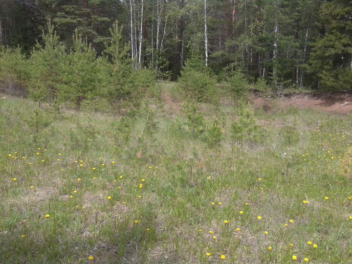 Участок 13,5 сот. (СНТ, ДНП)