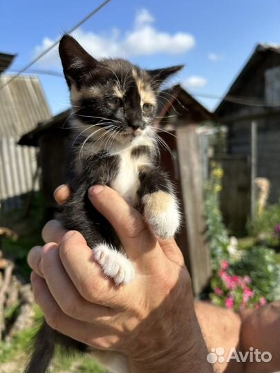 Трехцветная кошечка