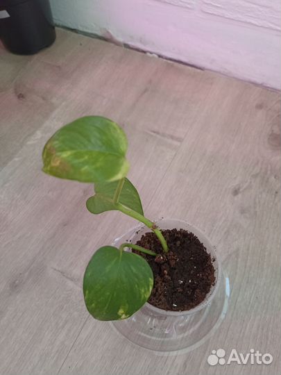 Сциндапсус Эпипремнум