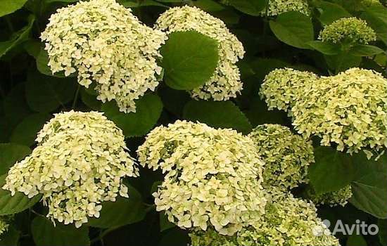 Гортензия саженцы древовидная