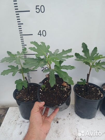 Инжир далматский