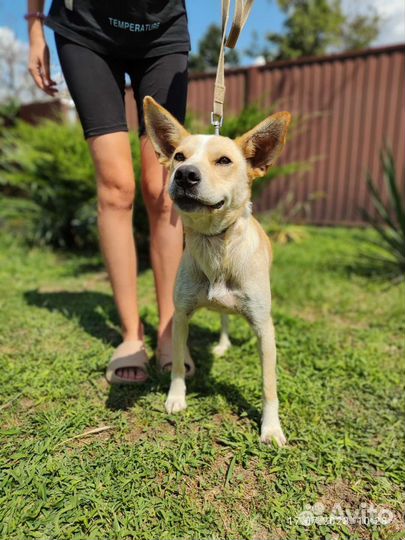 Собака-улыбака в добрые руки