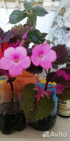 Папоротник Кислица Ахименесы Бальзамин