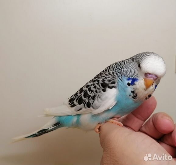 Попугай Ввп чех