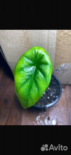 Фикус ампельный