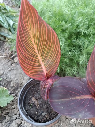 Канны пестролистные