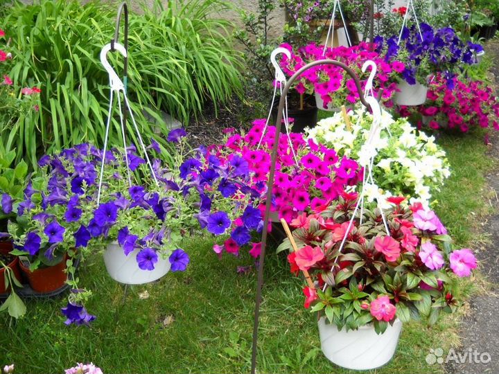 Рассада петунии