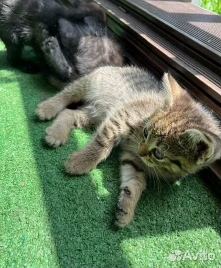 Котята в добрые руки бесплатно