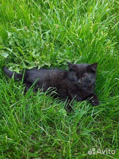 Чёрные котята