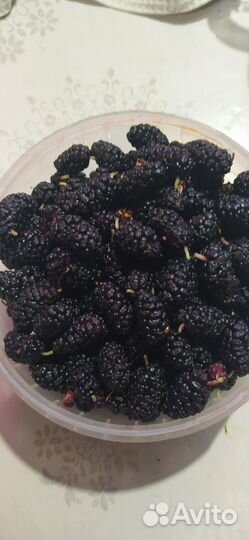 Шелковица черная