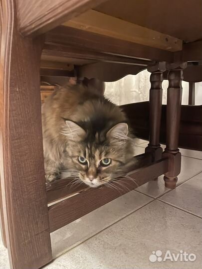 Кошка мэйн-кун девочка