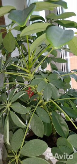 Комнатные цветы шефлера