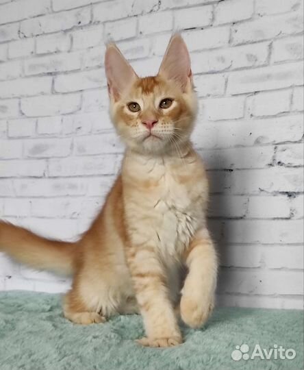 Котенок мейн-кун