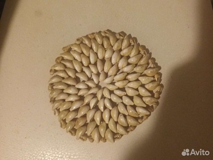 Подставка под горячее из ракушек