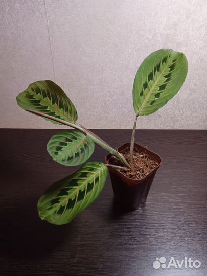 Маранта трехцветная