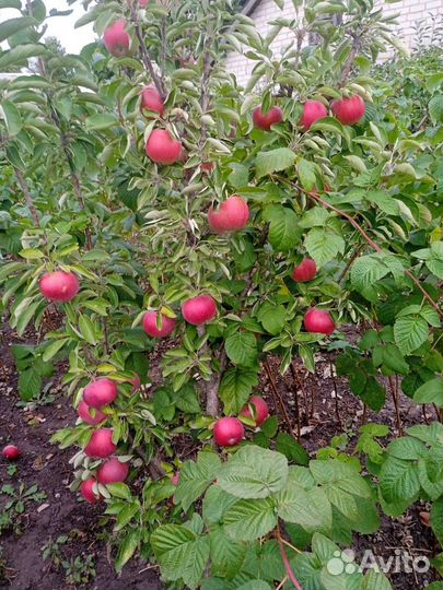 Для сада и огорода