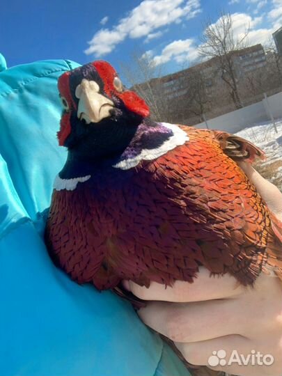 Фазан охотничий