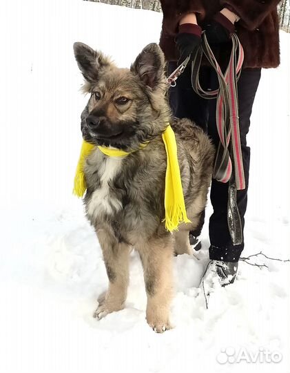 Кузьма - щенок из приюта ищет семью