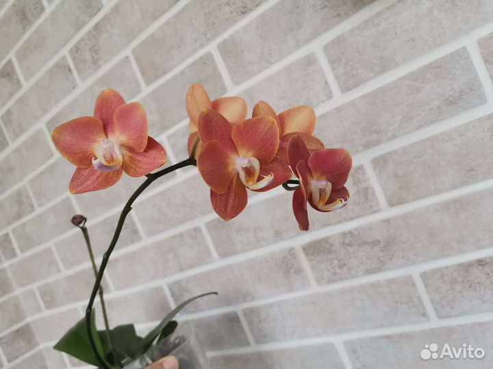 Орхидея фаленопсис сорт Горизонт