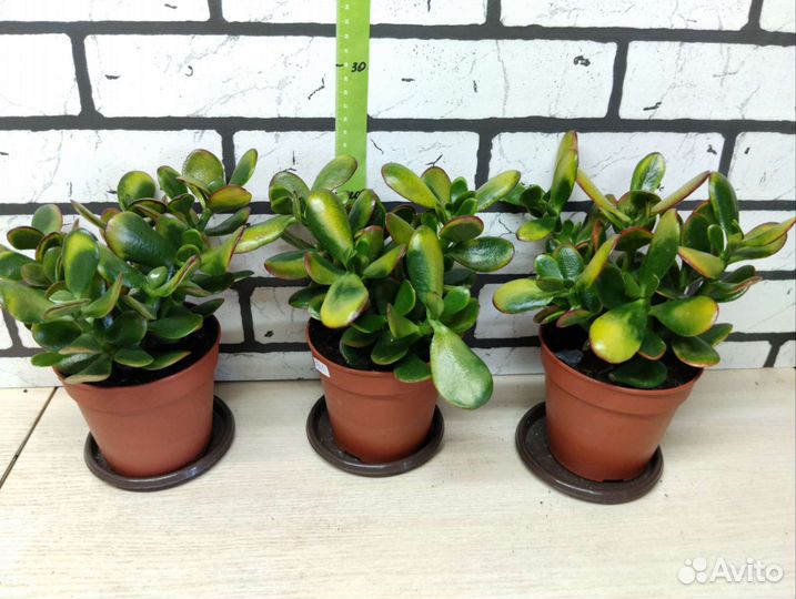 Крассула вариегатная