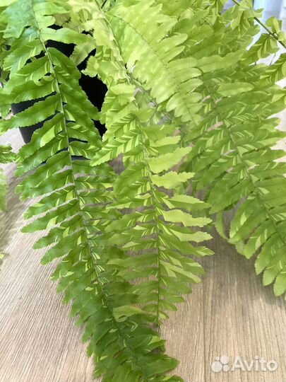 Папоротники