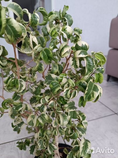 Фикусы Бенж-на Твай и Ирэн, Микрокарпа