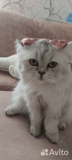 Шотландская кошка вязка бесплатно