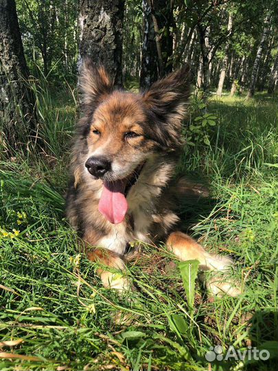 Пёс, который провёл за решеткой 10 лет